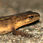 Smooth newt